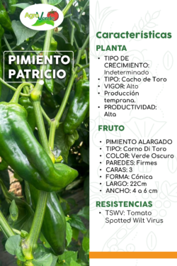 PIMIENTO PATRICIO