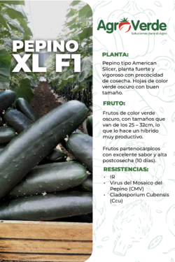 PEPINO XL