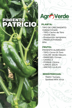 PIMIENTO PATRICIO