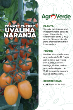 UVALINA NARANJA F1