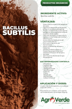 BACILLUS SUBTILIS